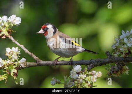 Europäischer Goldfink (Carduelis carduelis), Goldfink auf Kirschbaum-Ast, Baden-Württemberg, Deutschland Stockfoto