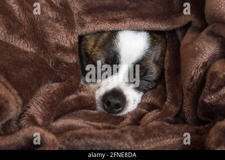 Kleiner Chihuahua Hund unter Decke, schlafend, Deutschland Stockfoto