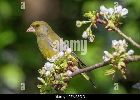 Europäischer Grünfink (Carduelis chloris) Männchen auf Kirschbaum-Ast, Baden-Württemberg, Deutschland Stockfoto