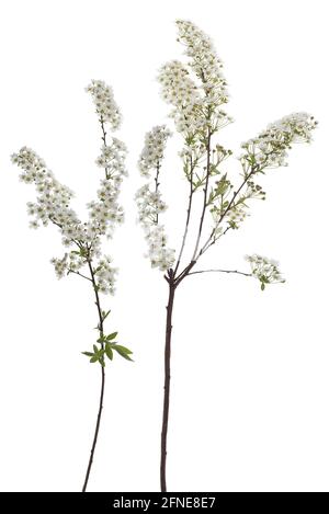 Blühende Zweige der Bridal Spirea (Spiraea arguta) auf weißem Grund, Deutschland Stockfoto