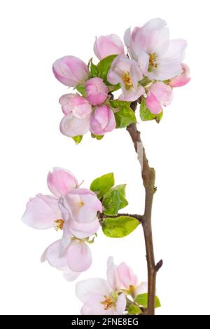 Ast mit Apfelblüten (Malus) auf weißem Hintergrund, Deutschland Stockfoto