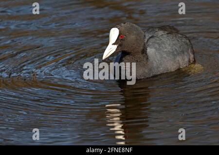 Im Wasser schwimmender Ruß (Fulica atra), Schleswig-Holstein, Deutschland Stockfoto