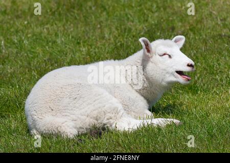 Hausschaf (Ovis gmelini aries) gebleicht Lamm, Tierkind, Schleswig-Holstein, Deutschland Stockfoto