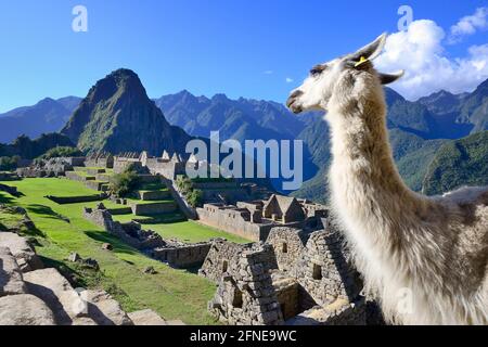 Lama vor der zerstörten Stadt der Inkas mit dem Berg Huayna Picchu, Machu Picchu, Provinz Urubamba, Peru Stockfoto