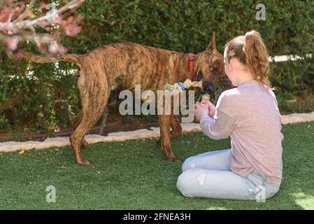 Lustiger Hund, der versucht, sein Spielzeug vom jungen Besitzer zu nehmen. Haustier beim Spielen im Freien. Stockfoto