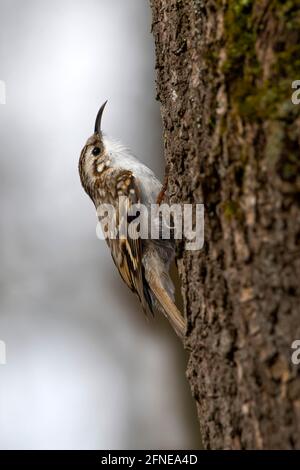 Eurasischer Baumkäfer (Certhia familiaris), sitzend auf einem Baumstamm, Brixlegg, Tirol, Österreich Stockfoto