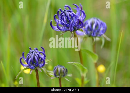 Halbkugelförmige Teufelskralle (Phyteuma hemisphaericum), Blütenstand, Allgäuer Alpen, Allgäu, Bayern, Deutschland Stockfoto