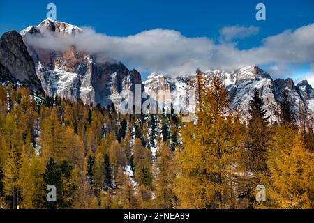 Verschneite Berggipfel der Civetta Gruppe mit herbstlicher Lerche im Vordergrund, Zoldo Alto, Val di Zoldo, Dolomiten, Italien Stockfoto