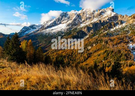 Verschneite Berggipfel der Civetta Gruppe mit herbstlicher Lerche im Vordergrund, Zoldo Alto, Val di Zoldo, Dolomiten, Italien Stockfoto