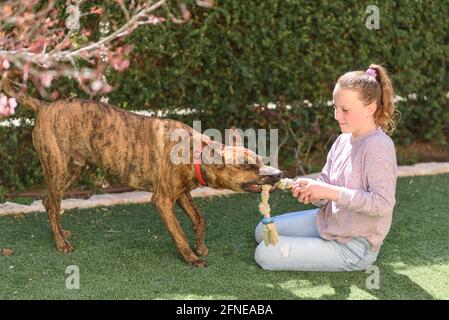 Lustiger Hund, der versucht, sein Spielzeug vom jungen Besitzer zu nehmen. Haustier beim Spielen im Freien. Kind, das mit einem Hund bezahlt. Stockfoto