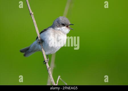 Klappersänger, Männchen während der Paarungssaison, Mai, Naturschutzgebiet Dingdener Heide, Nordrhein-Westfalen, Deutschland Stockfoto