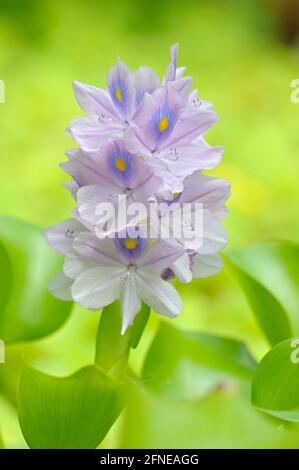 Dicke stielige Wasserhyazinthe (Eichhornia crassipes), Blüte Stockfoto