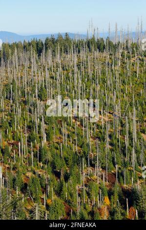 Lusen, 1373 Meter, toter und neuer Wald auf einem Nachbarberg, Oktober, Nationalpark Bayerischer Wald, Bayern, Deutschland Stockfoto