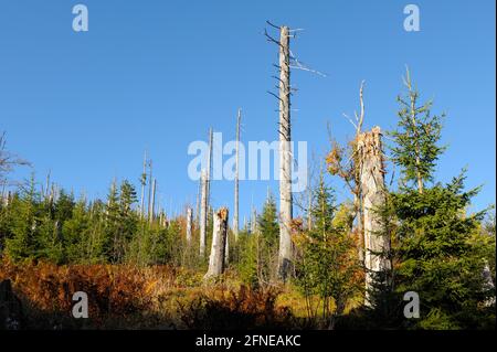 Lusen, 1373 Meter, toter und neuer Wald unterhalb des Gipfels, Oktober, Nationalpark Bayerischer Wald, Bayern, Deutschland Stockfoto