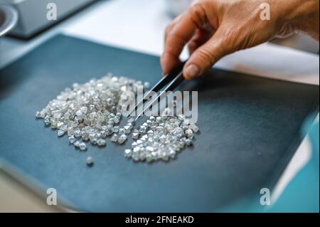 Manuelle Sortierung von Diamanten. Eine Hand mit Pinzette überträgt Diamanten von einem Stapel auf einen anderen Stockfoto