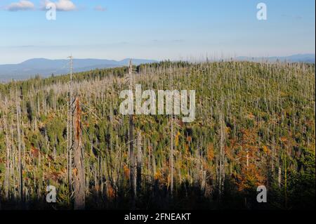 Lusen, 1373 Meter, toter und neuer Wald auf einem Nachbarberg, Oktober, Nationalpark Bayerischer Wald, Bayern, Deutschland Stockfoto