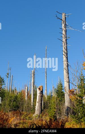 Lusen, 1373 Meter, toter und neuer Wald unterhalb des Gipfels, Oktober, Nationalpark Bayerischer Wald, Bayern, Deutschland Stockfoto