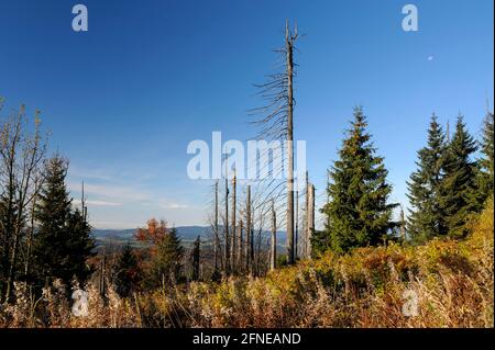 Lusen, 1373 Meter, toter und neuer Wald unterhalb des Gipfels, Oktober, Nationalpark Bayerischer Wald, Bayern, Deutschland Stockfoto