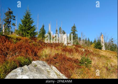 Lusen, 1373 Meter, toter und neuer Wald unterhalb des Gipfels, Oktober, Nationalpark Bayerischer Wald, Bayern, Deutschland Stockfoto