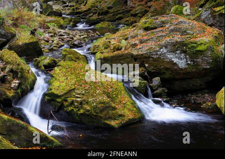 Steinschlucht im Herbst, große Ohe, Oktober, Spiegelau, Nationalpark Bayerischer Wald, Bayern, Deutschland Stockfoto