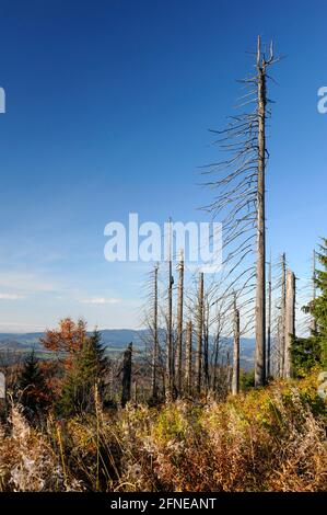 Lusen, 1373 Meter, toter und neuer Wald unterhalb des Gipfels, Oktober, Nationalpark Bayerischer Wald, Bayern, Deutschland Stockfoto