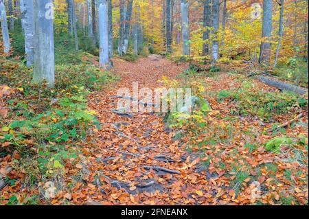 Buchenwald im Herbst am Bach der Kleinen Ohe, Oktober, Waldhäuser, Nationalpark Bayerischer Wald, Bayern, Deutschland Stockfoto