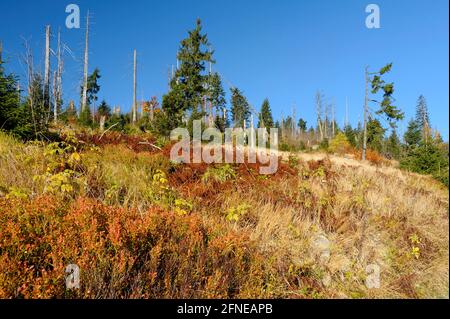 Lusen, 1373 Meter, toter und neuer Wald unterhalb des Gipfels, Oktober, Nationalpark Bayerischer Wald, Bayern, Deutschland Stockfoto