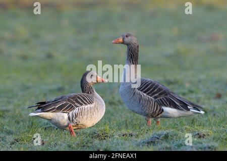 Graugans, Paar auf einer Wiese, Morgen, Februar, Dingdener Heide NSG, Nordrhein-Westfalen, Deutschland Stockfoto