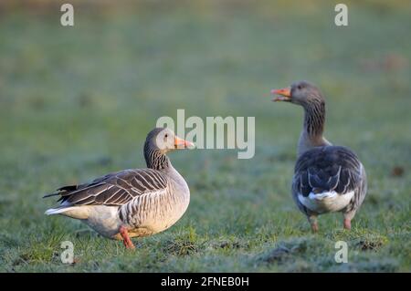 Graugans, Paar auf einer Wiese, Morgen, Februar, Dingdener Heide NSG, Nordrhein-Westfalen, Deutschland Stockfoto