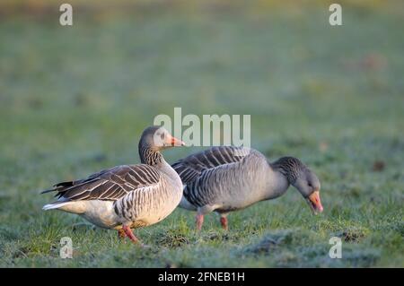 Graugans, Paar auf einer Wiese, Morgen, Februar, Dingdener Heide NSG, Nordrhein-Westfalen, Deutschland Stockfoto