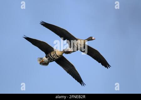 Weißstirngans, Paar im Flug, Februar, Dingdener Heide, Nordrhein-Westfalen, Deutschland Stockfoto