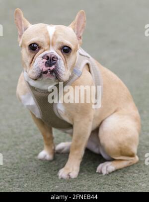 2-jährige, exotische, bräunende Französin, die in der Kamera sitzt und die Kamera anschaut. Hundepark an der Leine in Nordkalifornien. Stockfoto