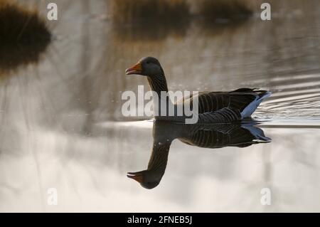 Graugans, Morgen, April, Haaksbergerveen, Haaksbergen, Provinz Overijssel, Niederlande Stockfoto