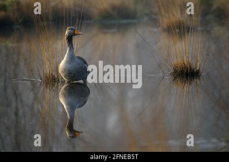 Graugans, Morgen, April, Haaksbergerveen, Haaksbergen, Provinz Overijssel, Niederlande Stockfoto