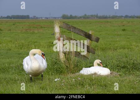 Stummen Schwan, Paar, Weibchen auf Nest, brüten, Männchen bewachend Nest, Mai, Gelderland, Niederlande Stockfoto