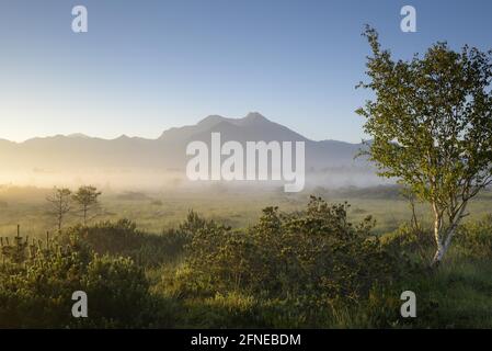 Morgenstimmung im Moor, bei Sonnenaufgang, mit Morgennebel, Juli, NSG Kendlmühlfilzn, Grassau, Chiemgau, Bayern, Deutschland Stockfoto