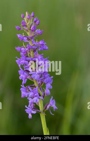 Mückenhandlewort, einblütige Pflanze, Juli, NSG Kendlmühlfilzn, Grassau, Chiemgau, Bayern, Deutschland Stockfoto