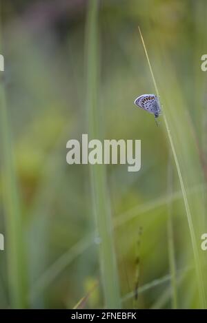 Argus blauer Schmetterling, Geissklee blauer Schmetterling, am Morgen, mit Tautropfen, Juli, NSG Kendlmühlfilzn, Grassau, Chiemgau, Bayern, Deutschland Stockfoto