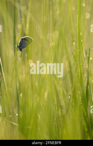 Argus blauer Schmetterling, Geissklee blauer Schmetterling, am Morgen, mit Tautropfen, Juli, NSG Kendlmühlfilzn, Grassau, Chiemgau, Bayern, Deutschland Stockfoto