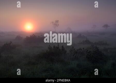 Morgenstimmung im Moor, mit Morgennebel, Juli, NSG Kendlmühlfilzn, Grassau, Chiemgau, Bayern, Deutschland Stockfoto