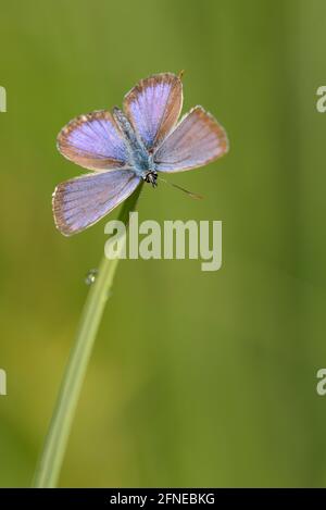 Argus blauer Schmetterling, Geissklee blauer Schmetterling, Morgen, Juli, NSG Kendlmühlfilzn, Grassau, Chiemgau, Bayern, Deutschland Stockfoto