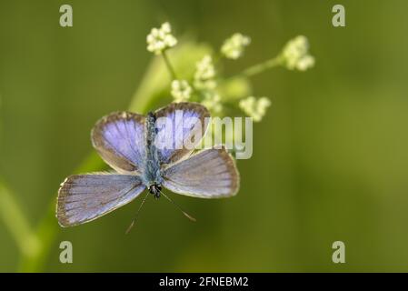 Argus blauer Schmetterling, Geissklee blauer Schmetterling, Morgen, Juli, NSG Kendlmühlfilzn, Grassau, Chiemgau, Bayern, Deutschland Stockfoto