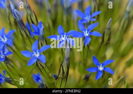 Frühlings-Enzian, blüht, auf dem Gipfel des Wendelsteins, Juli, Mangfallgebirge, Bayerische Voralpen, Bayern, Deutschland Stockfoto