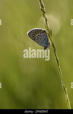 Argus blauer Schmetterling, Geissklee blauer Schmetterling, am Morgen, mit Tautropfen, Juli, NSG Kendlmühlfilzn, Grassau, Chiemgau, Bayern, Deutschland Stockfoto