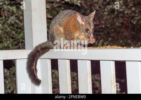 Ein männlicher gewöhnlicher Buschschwanz Possum, der im Südwesten Australiens füttert. Stockfoto