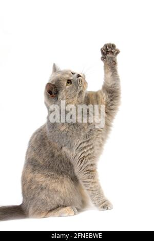 Blaue Creme britische Kurzhaar-Hauskatze, Weibchen vor weißem Hintergrund Stockfoto