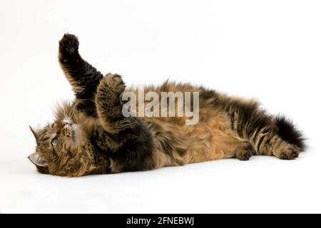 Angora Hauskatze, Männchen spielt vor weißem Hintergrund Stockfoto