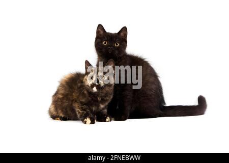 Schwarze Britische Kurzhaar und Schwarze Tortoiseshell Britische Kurzhaar Hauskatze, Kätzchen vor weißem Hintergrund Stockfoto