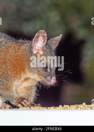 Ein männlicher gewöhnlicher Buschschwanz Possum, der im Südwesten Australiens füttert. Stockfoto