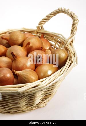 Französische Zwiebeln (Allium cepa) Benannt Grelot in einem Korb vor weißem Hintergrund Stockfoto